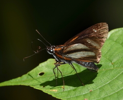 Vettius phyllus