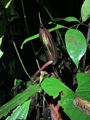 Anthurium flavolineatum
