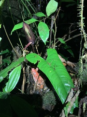 Anthurium flavolineatum