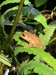 Pristimantis incomptus