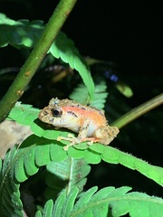 Pristimantis incomptus