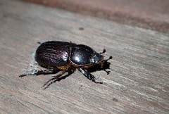 Semanopterus solidus