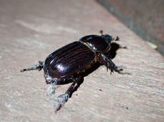 Semanopterus solidus