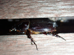 Semanopterus solidus