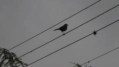 Turdus fuscater
