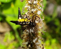 Micrathena raimondi