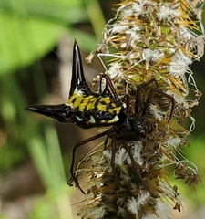Micrathena raimondi
