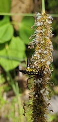 Micrathena raimondi
