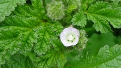 Fuertesimalva limensis