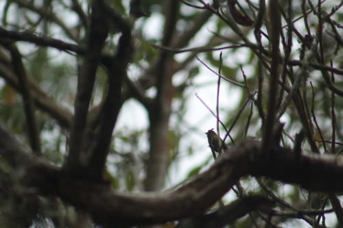 Common Yellow-faced Grassquit
