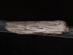 Holcocera gigantella