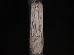 Holcocera gigantella