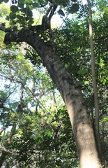 Magnoliopsida