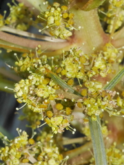 Aciphylla squarrosa squarrosa