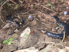 Plethodon albagula