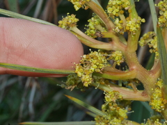 Aciphylla squarrosa squarrosa