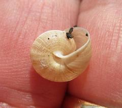 Praticolella berlandieriana