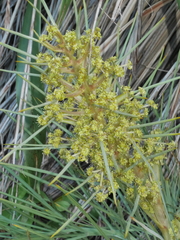 Aciphylla squarrosa squarrosa