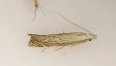 Isophrictis striatella