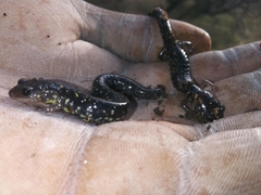 Plethodon albagula