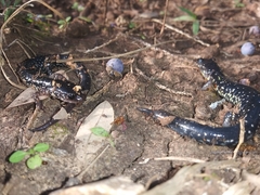 Plethodon albagula