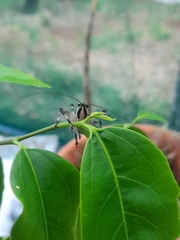 Larifugagraecia cornuta