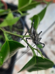 Larifugagraecia cornuta