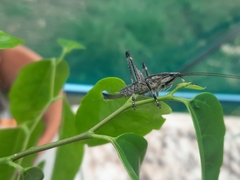 Larifugagraecia cornuta