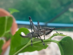 Larifugagraecia cornuta