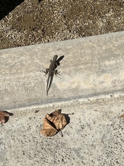 Sceloporus occidentalis