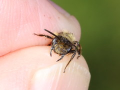 Andrena ranunculi