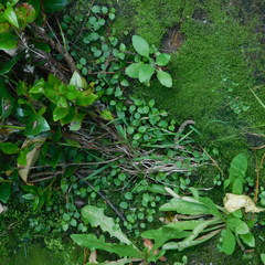 Lobelia angulata