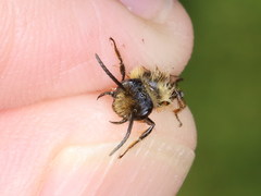 Andrena ranunculi