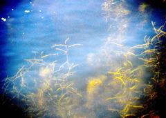 Potamogeton zosteriformis