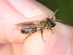 Andrena ranunculi