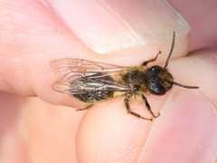Andrena ranunculi