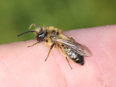 Andrena ranunculi