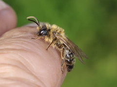 Andrena ranunculi