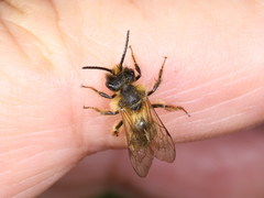 Andrena ranunculi