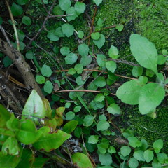 Lobelia angulata
