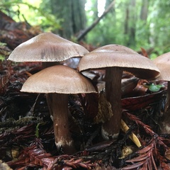 Cortinarius cisqhale