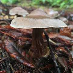 Cortinarius cisqhale