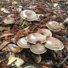 Cortinarius cisqhale