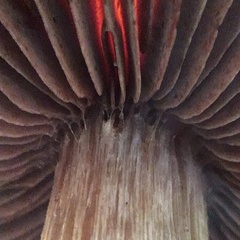 Cortinarius cisqhale