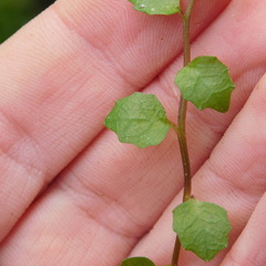 Lobelia angulata