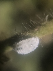 Phenacoccus solenopsis