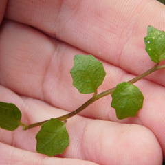 Lobelia angulata