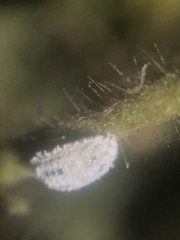 Phenacoccus solenopsis