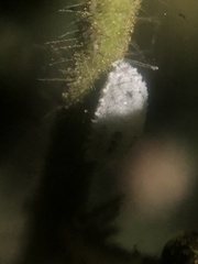 Phenacoccus solenopsis