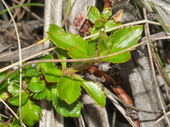 Gonocarpus aggregatus